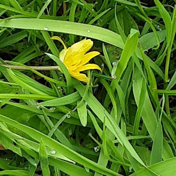 Ranunculus flammula Flor