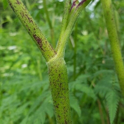 Conium maculatum Кора