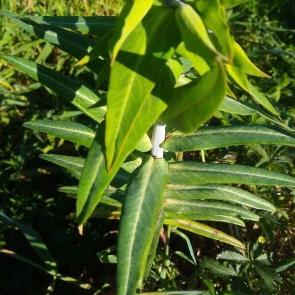 Euphorbia lathyris Leaf