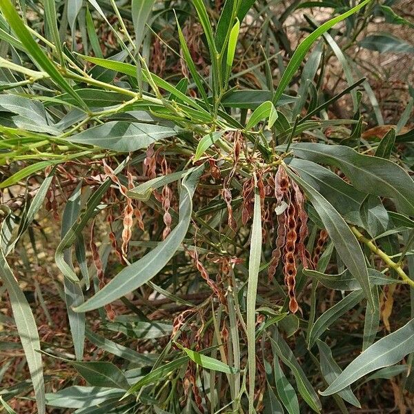 Acacia pycnantha ফল