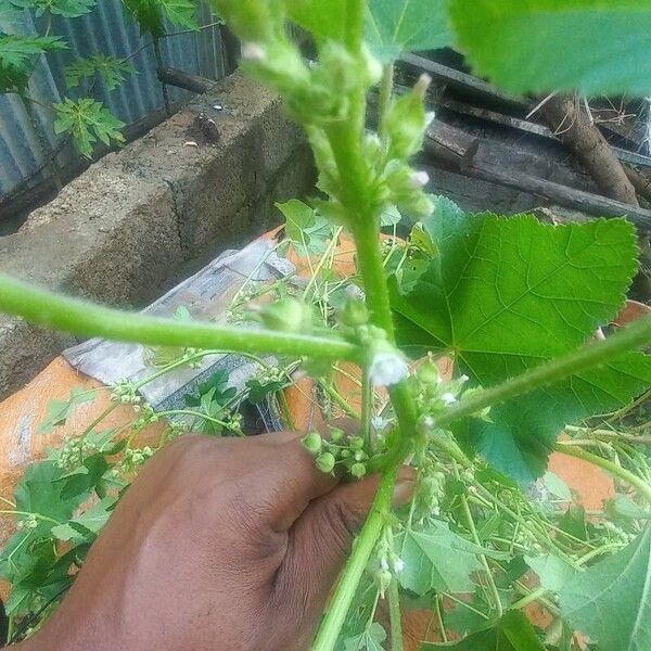 Malva verticillata 花