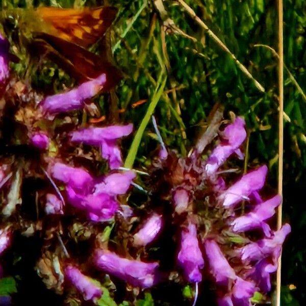 Stachys officinalis 花