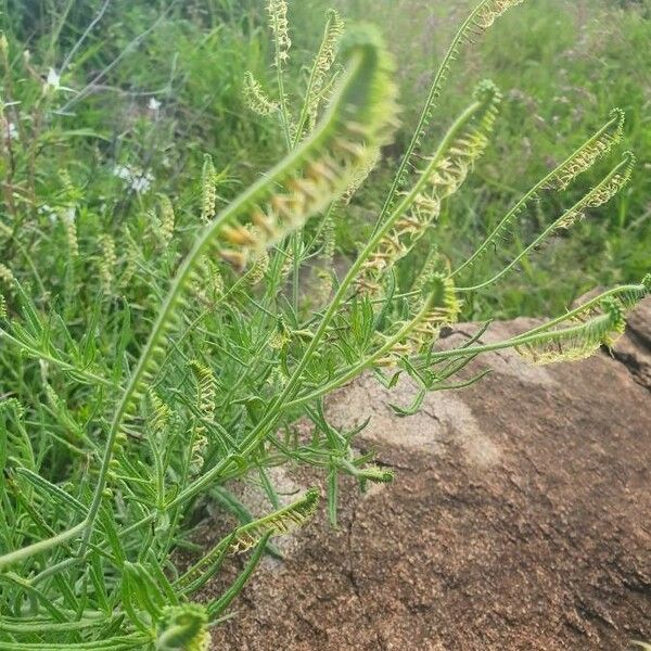 Heliotropium zeylanicum Blomma