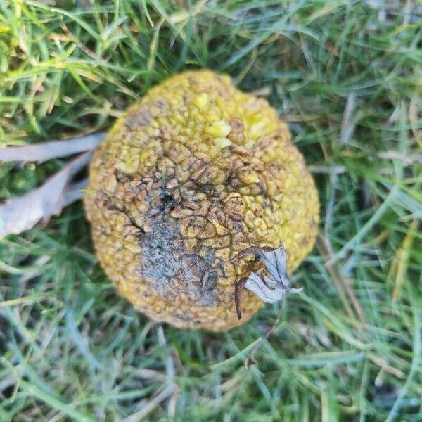 Maclura pomifera Fruit