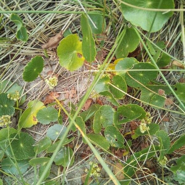 Hydrocotyle bonariensis Leaf