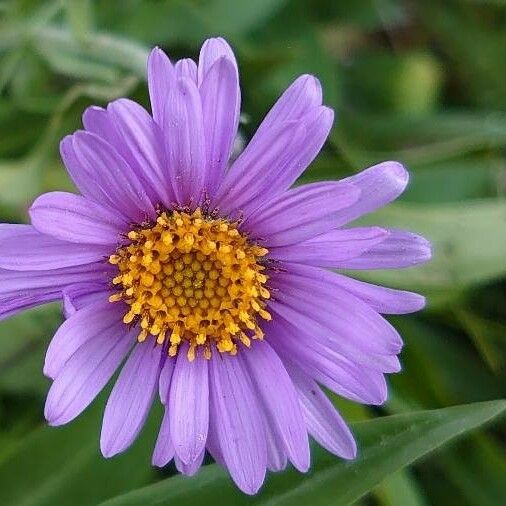 Aster alpinus 花