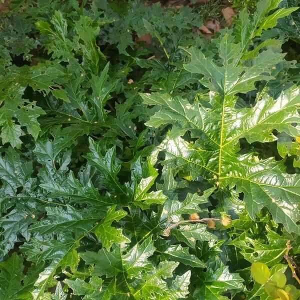 Acanthus spinosus Blad