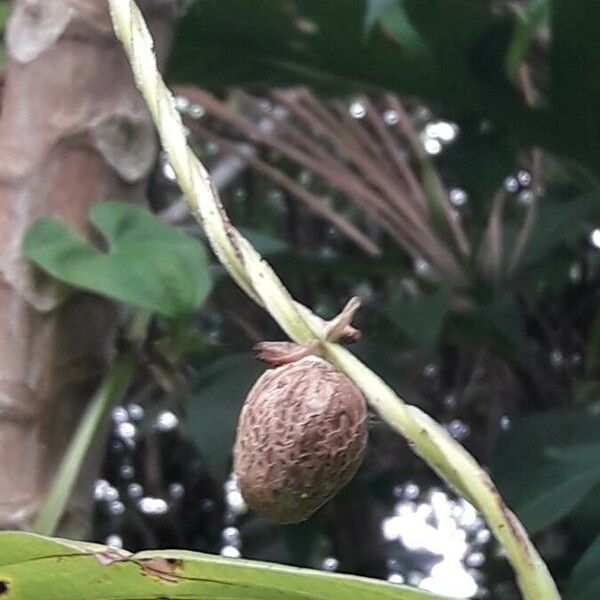 Dioscorea alata ফল