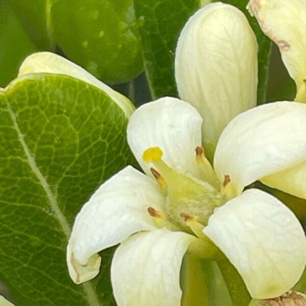 Pittosporum heterophyllum 花