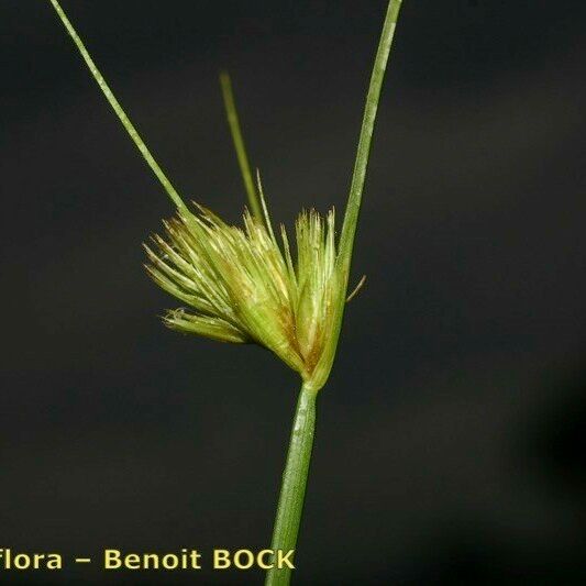 Carex bohemica Frukt