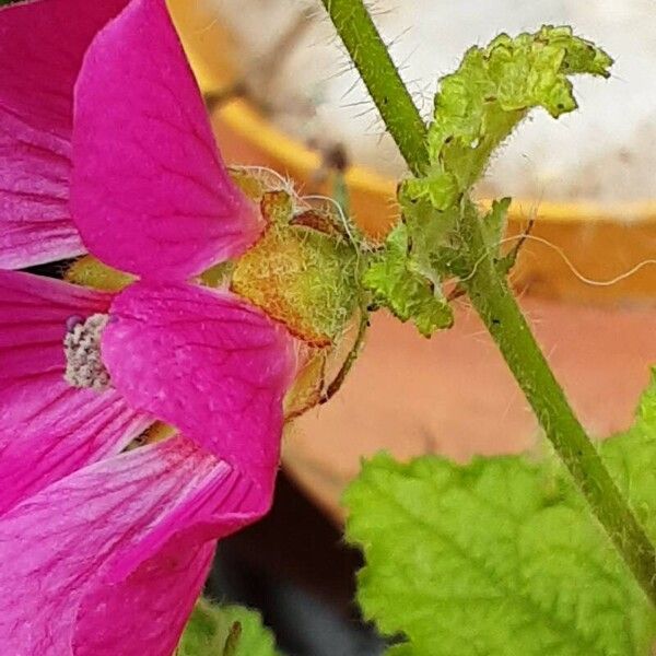 Anisodontea capensis Kwiat