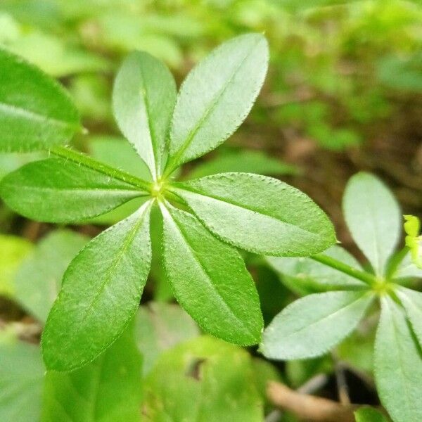 Galium triflorum Levél