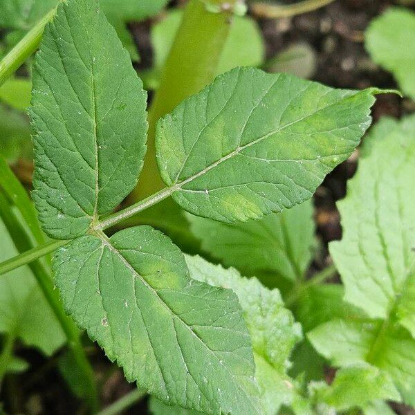 Aegopodium podagraria 葉