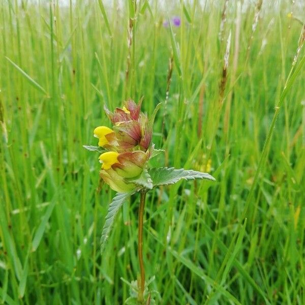 Rhinanthus major Blodyn