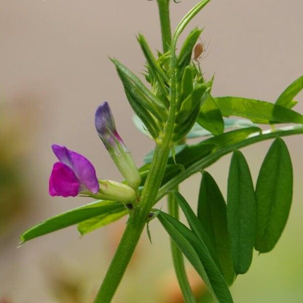 Vicia sativa Blüte