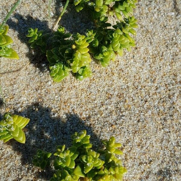 Honckenya peploides Flor