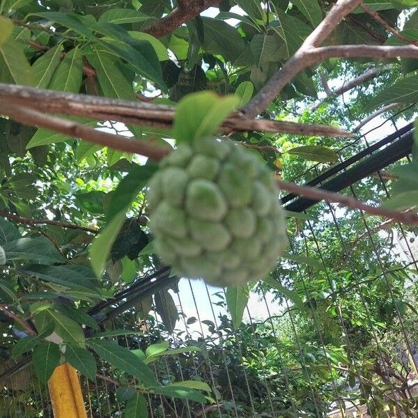 Annona squamosa Owoc