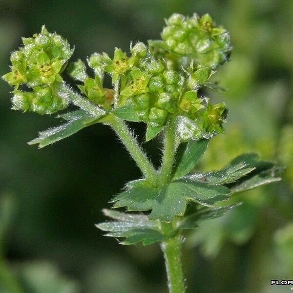 Alchemilla glaucescens Flower