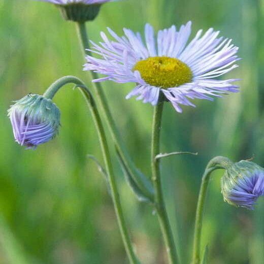 Erigeron formosissimus Цвят