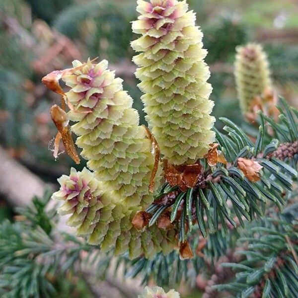 Picea sitchensis 花