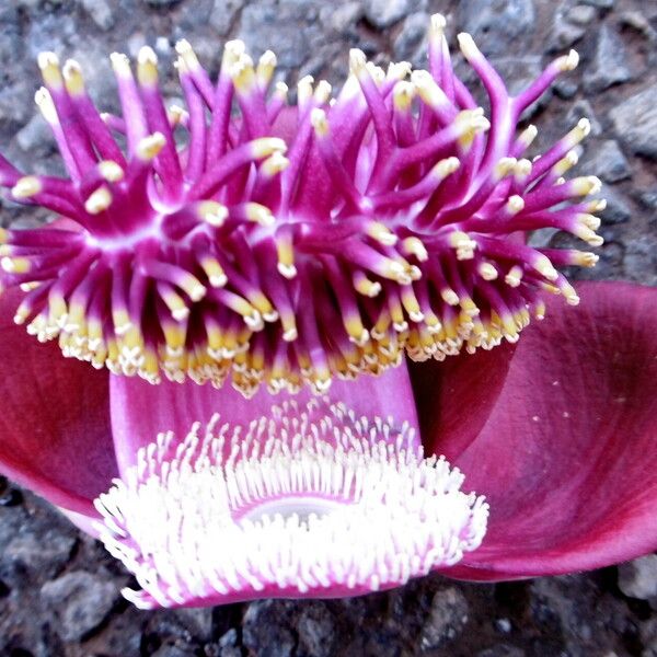 Couroupita guianensis Flower