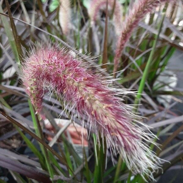 Cenchrus × cupreus Fiore