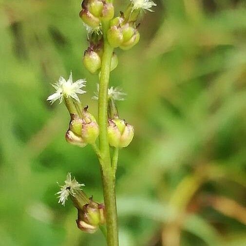 Triglochin palustris Floare