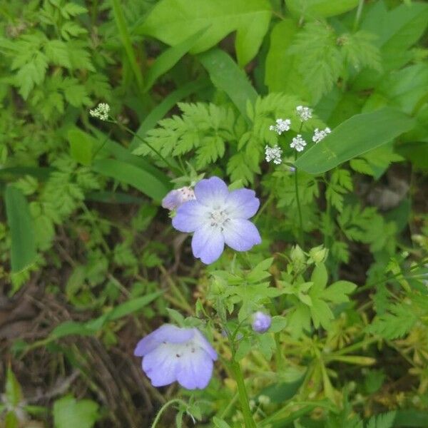 Nemophila phacelioides Flower