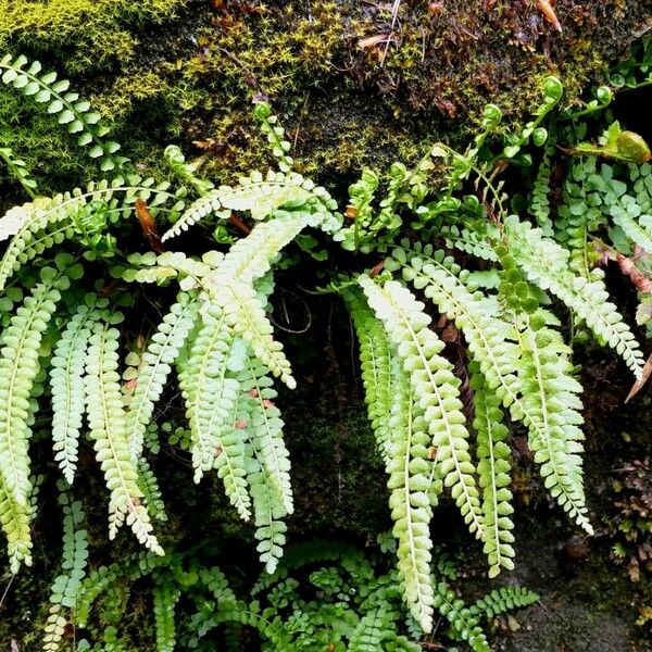 Asplenium viride Buveinė