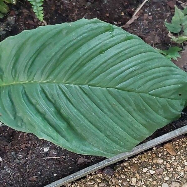 Tacca chantrieri Leaf