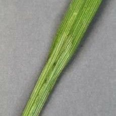 Carex blanda Corteccia