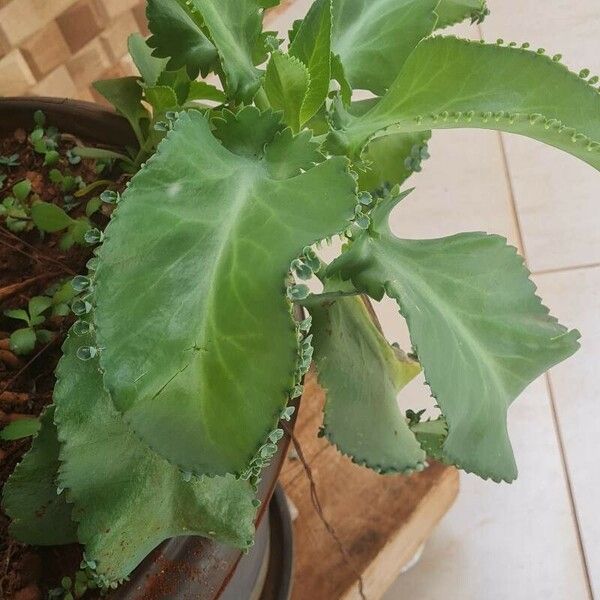 Kalanchoe laetivirens برگ