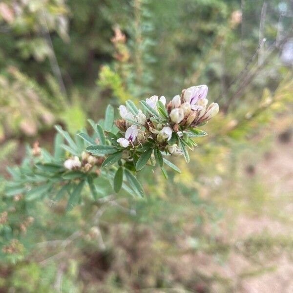 Lespedeza virginica Flower