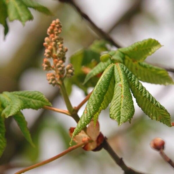 Aesculus pavia 葉