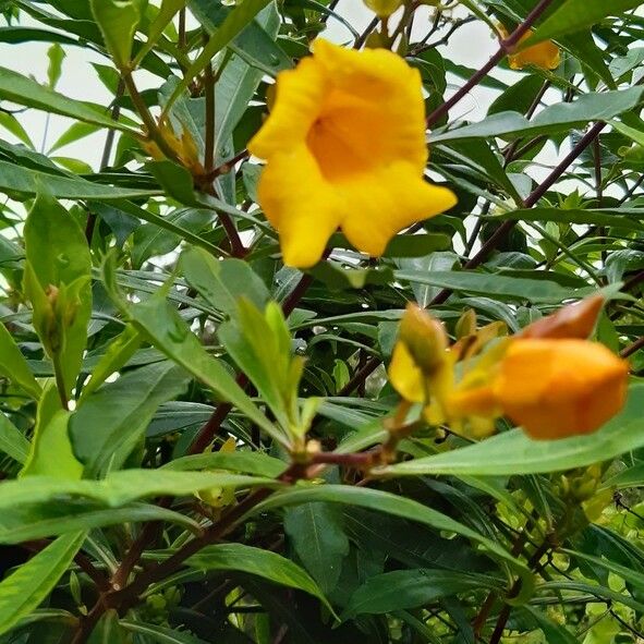 Allamanda cathartica Flower