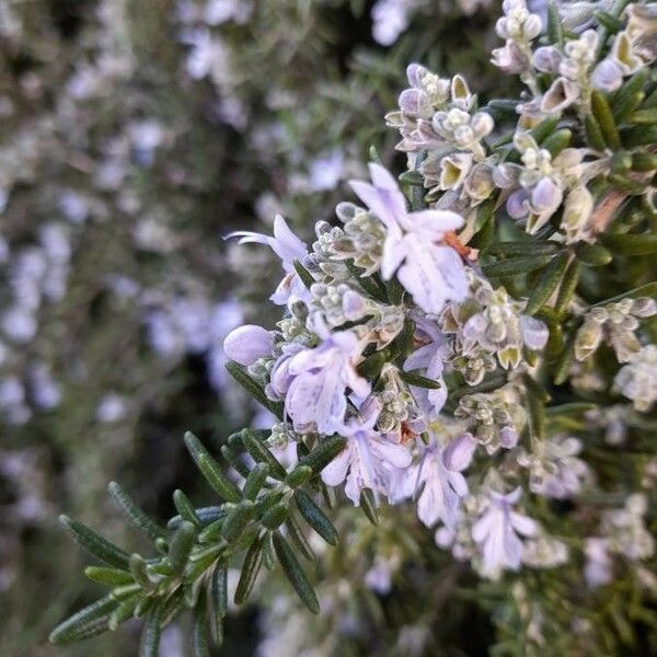 Rosmarinus officinalis Žiedas