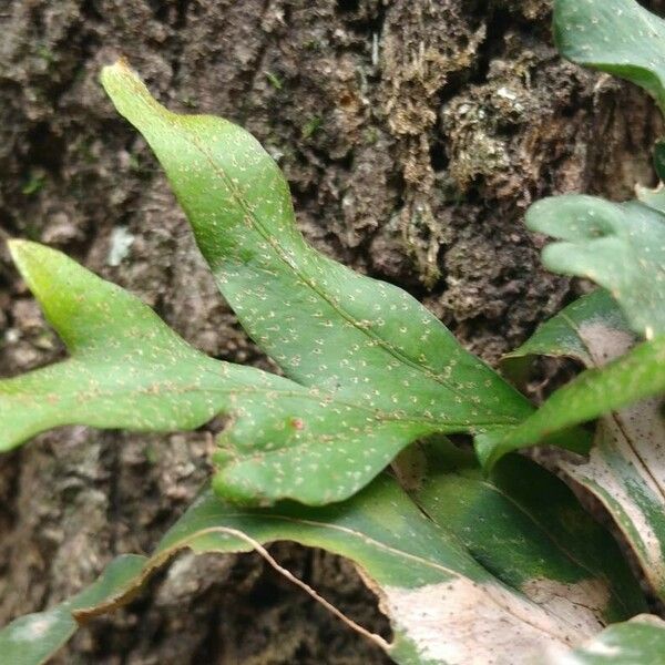 Pleopeltis macrocarpa Liść