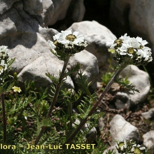 Achillea oxyloba Hábitos