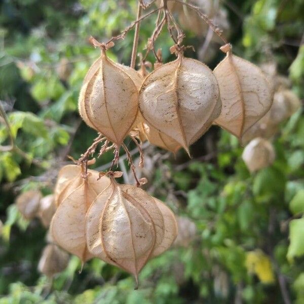 Cardiospermum grandiflorum Fruto