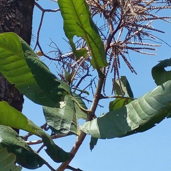 Triplaris americana Blüte