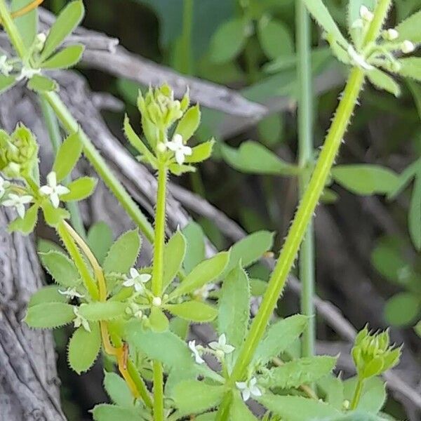 Galium tricornutum Övriga