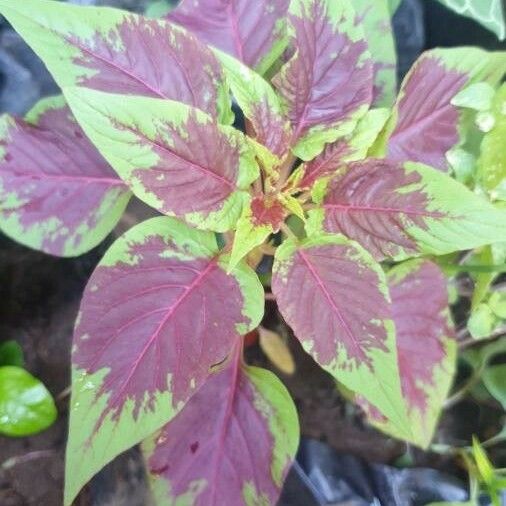 Amaranthus tortuosus Blad