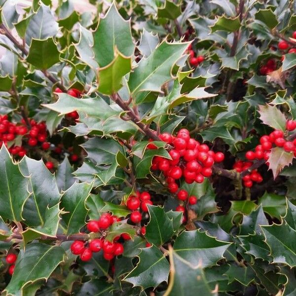 Ilex aquifolium Leaf