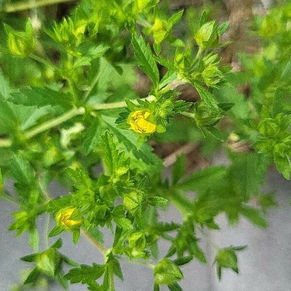 Potentilla norvegica Flor