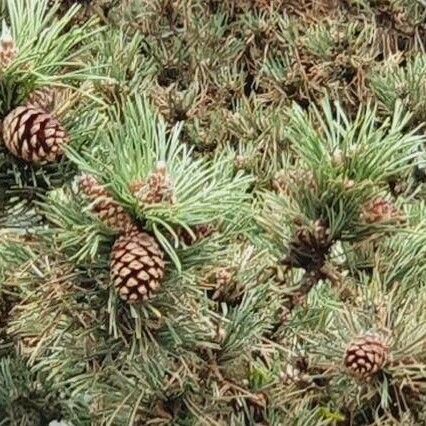 Pinus longaeva Fruit