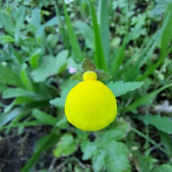 Calceolaria tripartita Floro