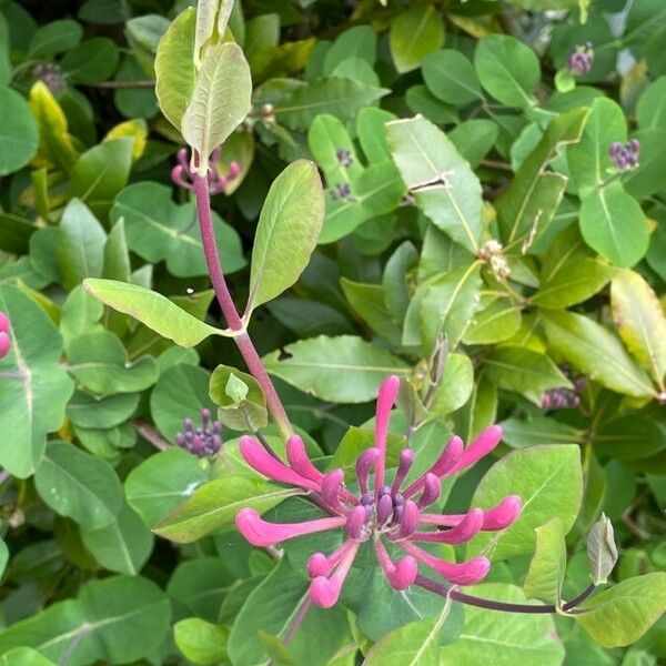 Lonicera sempervirens Leaf