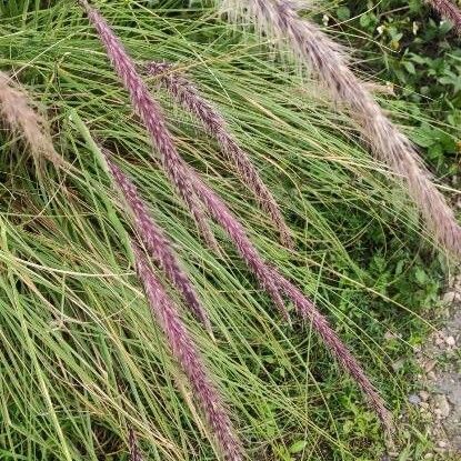 Cenchrus setaceus Flower