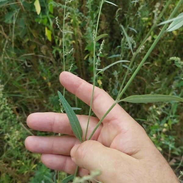 Atriplex patula Foglia