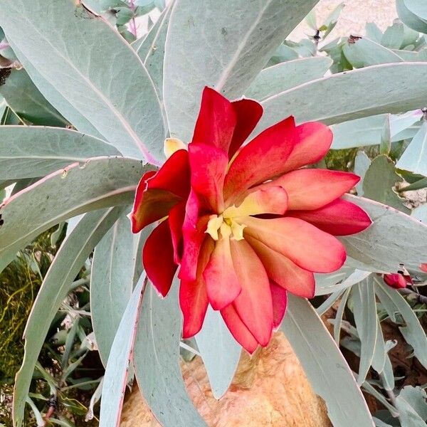 Protea caffra Blatt
